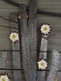 Cactus Gate Detail