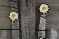 Cactus Gate Detail